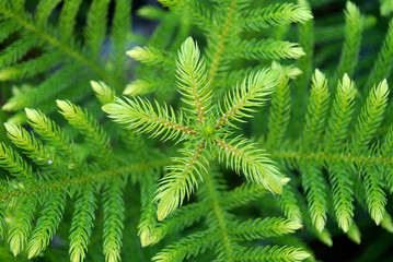 Green pine leaves