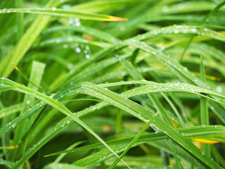 Fototapeta na wymiar Drops on green grass