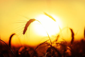 Grain wheat field in the golden yellow summer sun shine close up beautiful nature background