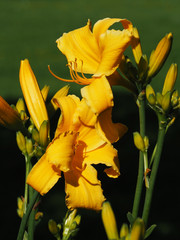 Yellow lilies in bright sunlight