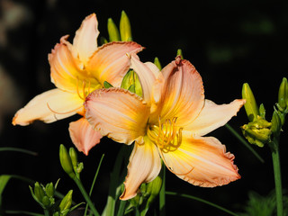 Yellow pink lilies in bright sunlight against a dark background