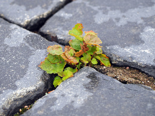 Young plant growing through the crack in stone, new life. Concept of struggle and break through.