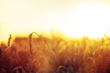 Grain wheat field in the golden yellow summer sun shine close up beautiful nature background