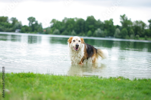 "Hund Spaziergang" Stockfotos und lizenzfreie Bilder auf