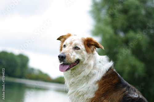 "Hund Spaziergang" Stockfotos und lizenzfreie Bilder auf