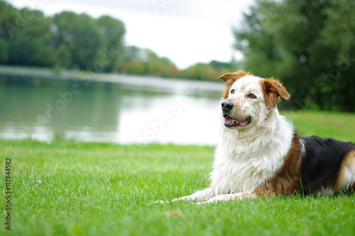 "Hund Spaziergang" Stockfotos und lizenzfreie Bilder auf