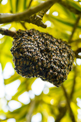 The bees are constructing the new bee hive