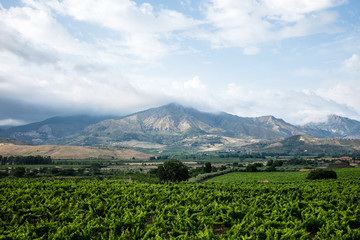Fototapeta na wymiar Vineyards in Etna, Italy