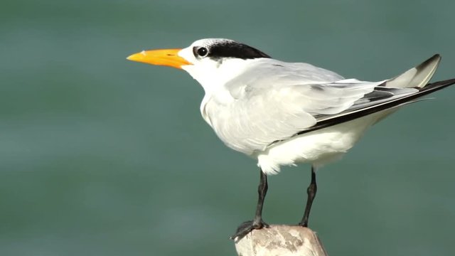 caspian tern bird in a lagoon