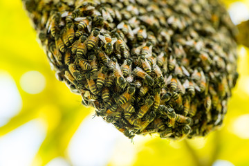 The bees are constructing the new bee hive