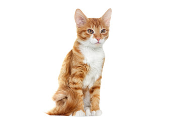 Fototapeta premium red cat looks at a white background
