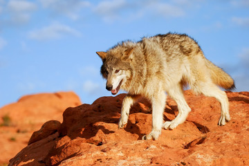 Fototapeta premium Gray wolf (Canis lupus)