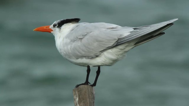 a caspian tern bird a lagoon