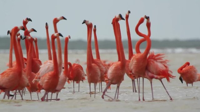 pink flamingos in the salt lagoons mexico