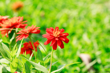 Read flower Dazzler Cosmos.