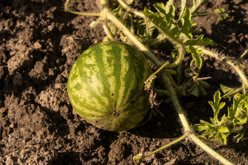 Kleine Wassermelone an der Pflanze