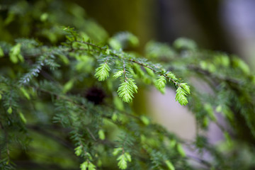 Tree Branch in woods