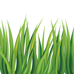 Greeng grass on white background. Vector illustration.