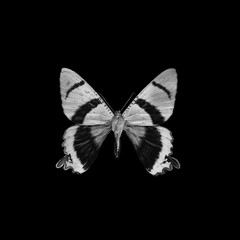 Insect in negative & black and white