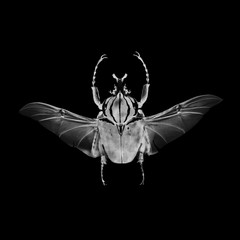 Insect in negative & black and white
