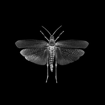 Insect in negative & black and white