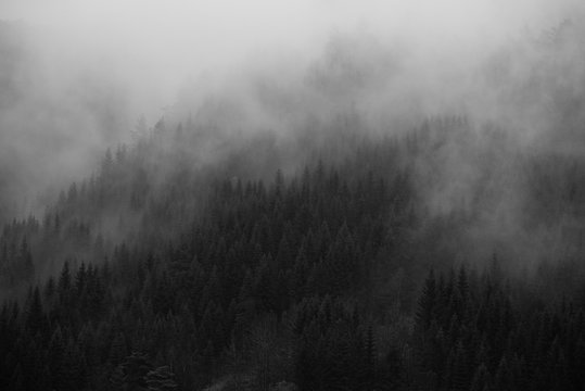 Landscape Foggy Forest Norway 