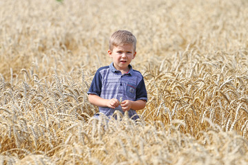 In the field of wheat walks,  very handsome cute well mannered small blond boy.