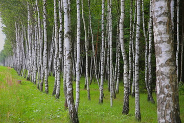 Fototapeta premium Summer birch forest