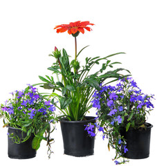 Gazania (African daisy)  with lobelia in pots on white backgroun