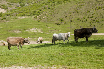 Fototapeta premium Buzau - Romania - Summer time in country side