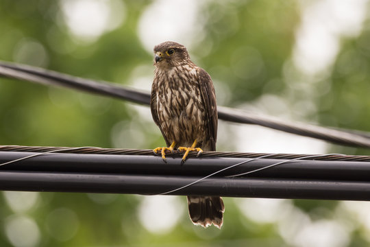 Merlin Falcon