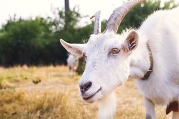 Home white goat grazing in a meadow