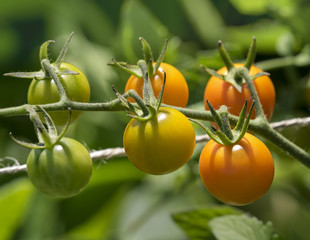 Cherry Tomatoes Ripening on Vine
