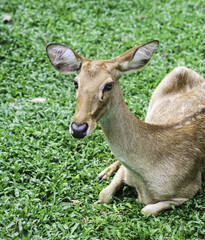 close up beautiful Eld's deer in zoo,thailand