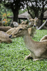 close up beautiful Eld's deer in zoo,thailand