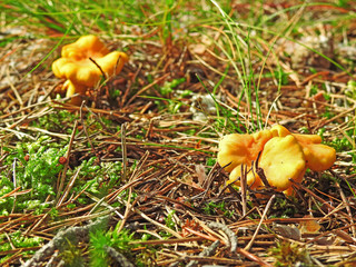 Golden chanterelles in plate