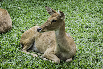 close up beautiful Eld's deer in zoo,thailand