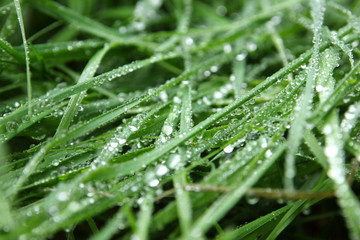 The raindrops were caught by the grass.