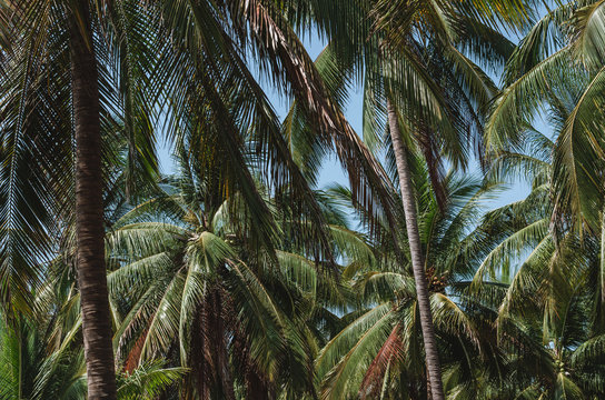 Unspoiled Beach Palms