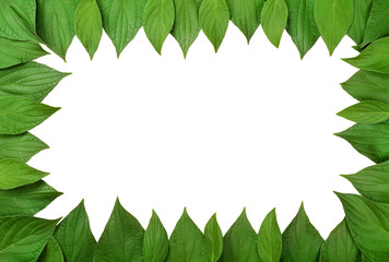 Frame made of green leaves isolated on white 