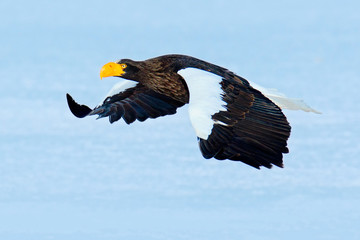 Flying beautiful eagle. Steller's sea eagle, Haliaeetus pelagicus, flying bird of prey, with blue sky in background, Hokkaido, Japan. Eagle with nature mountain habitat. Winter scene with snow.