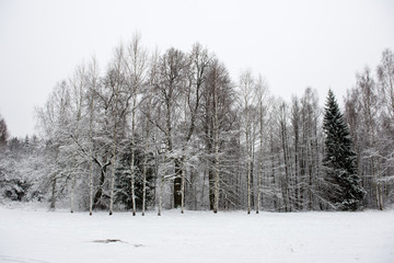 panoramic view of snowy forest. far horizon