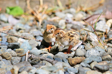 Obraz premium California Quail Babies Foraging on Gravel, Victoria, Canada