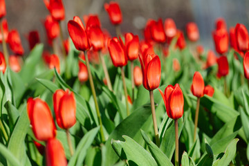 Group of red tulips in the park. Spring