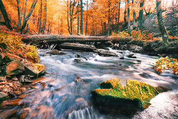River in the autumn forest