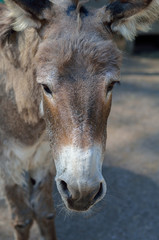Grey donkey in the farm.