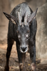 The serow