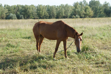 Bay horse with a white spot on his forehead grazing in a meadow.