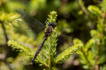 Brush-tipped Emerald Dragonfly