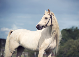 Obraz na płótnie Canvas welsh pony cream stallion at sky background